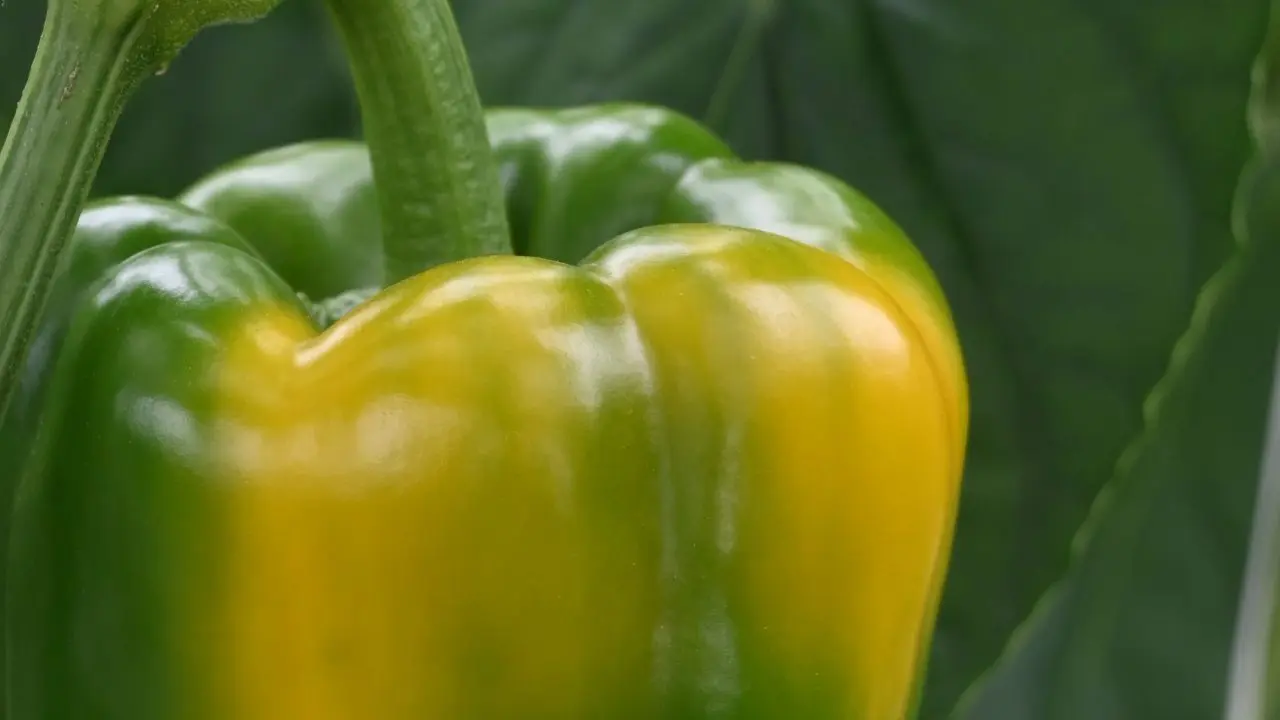 Yellow Green Capsicum Resized