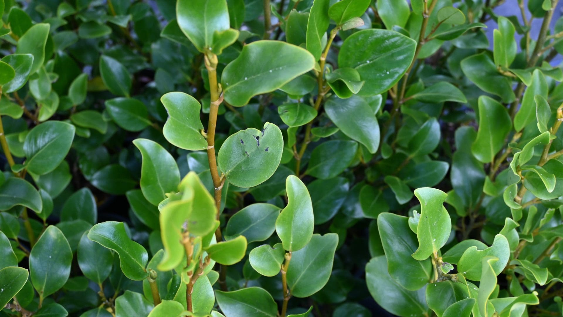 Griselinia Littoralis Foliage