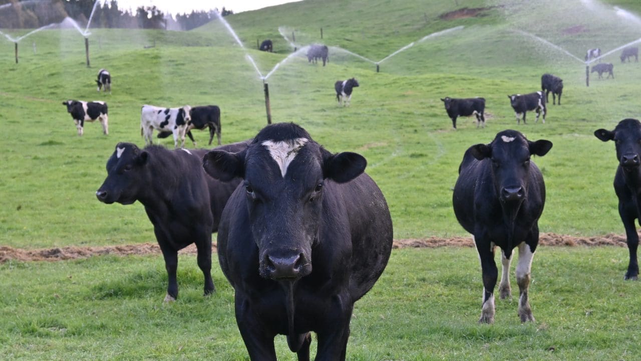 Young Bulls And Sprinklers4 Resized